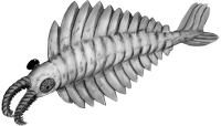 Anomalocaris