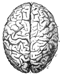 Human brain